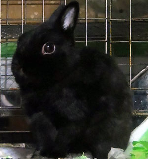 kuro