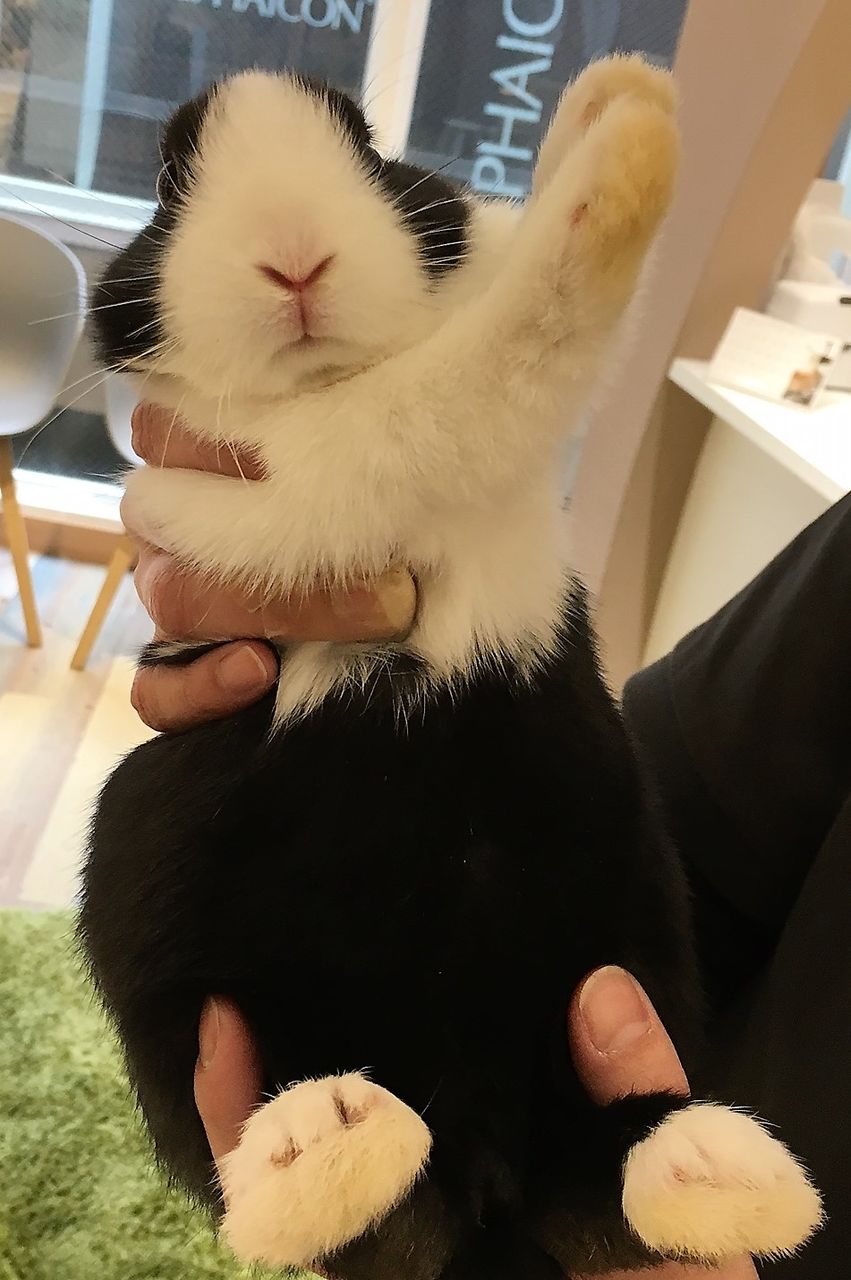 二子玉川店、可愛いうさちゃんデビュー♡ : うさぎブログ うさぎの