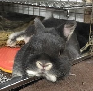 mochi