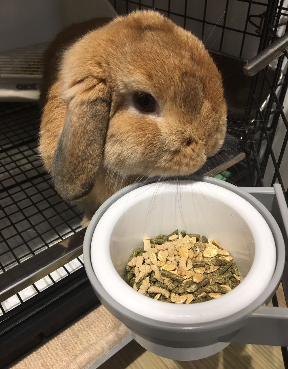 うさぎブログ うさぎのしっぽ公式ブログ「日々しっぽ」食欲の秋！しっぽのおやつタイム