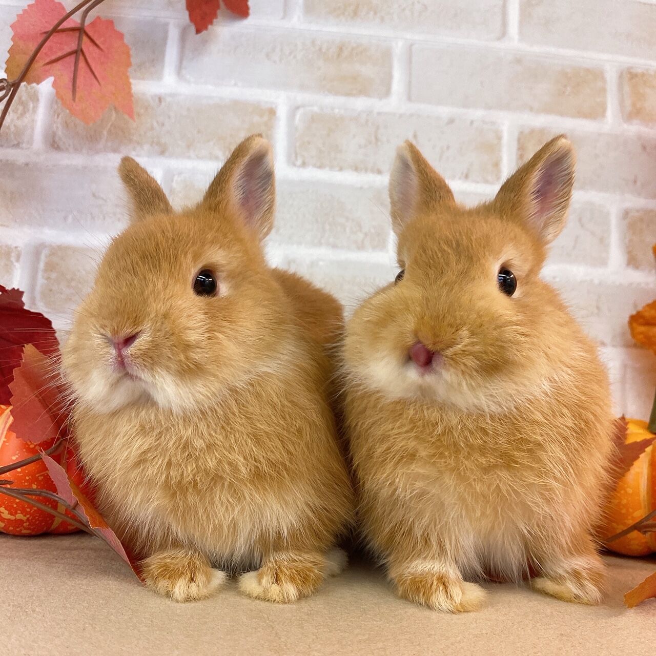 うさぎブログ うさぎのしっぽ公式ブログ 日々しっぽ 姉妹のうさちゃん紹介 うさぎブログ うさぎのしっぽ公式ブログ 日々しっぽ 姉妹のうさちゃん紹介
