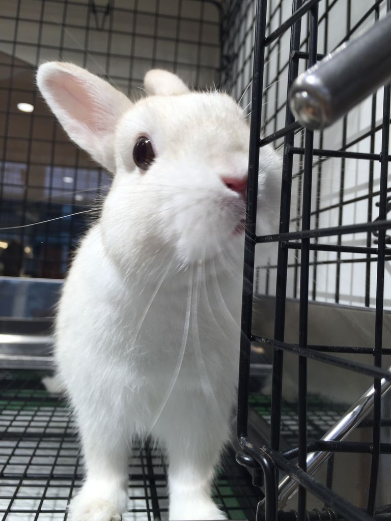 うさぎブログ うさぎのしっぽ公式ブログ 日々しっぽ うさちゃんの寒さ対策 うさぎブログ うさぎのしっぽ公式ブログ 日々しっぽ うさちゃんの寒さ対策