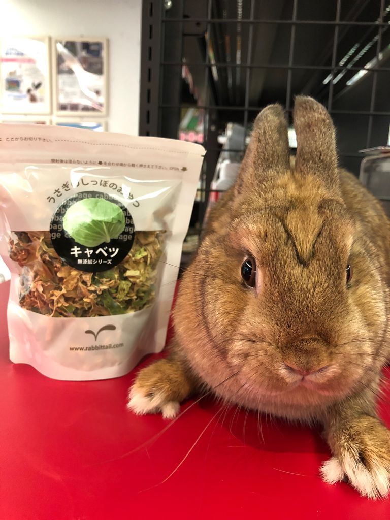 うさぎブログ うさぎのしっぽ公式ブログ 日々しっぽ うさちゃんのおやつ
