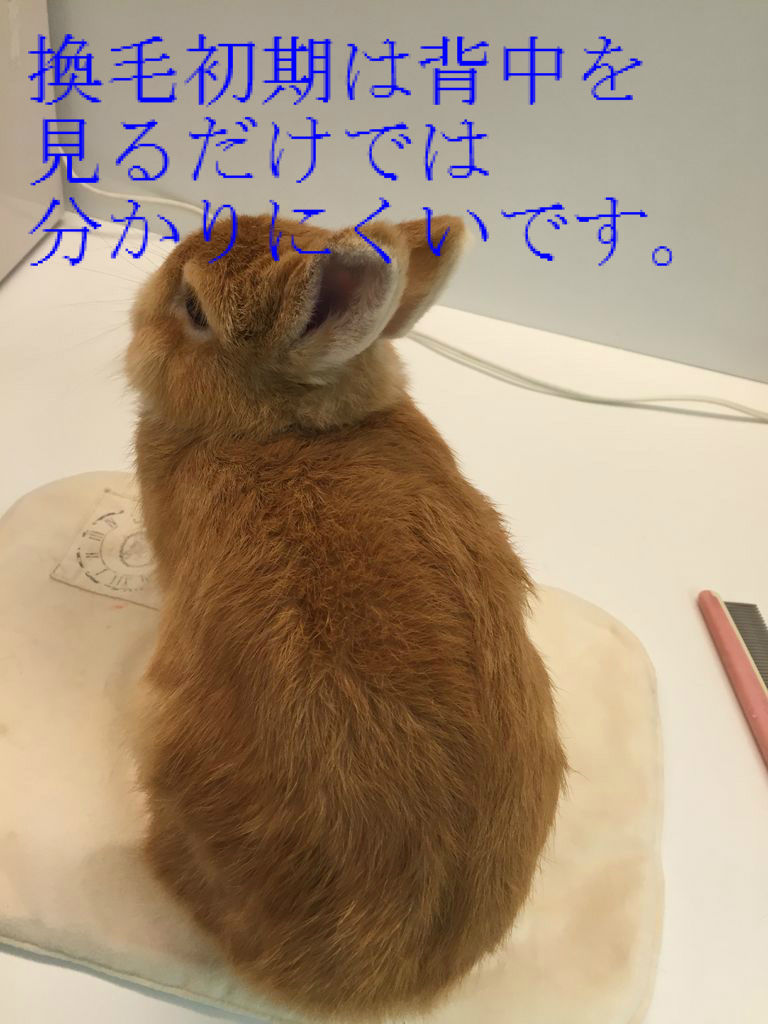 うさぎブログ うさぎのしっぽ公式ブログ 日々しっぽ 換毛期はハンドグルーミング を含む記事 Livedoor Blog ブログ うさぎブログ うさぎのしっぽ公式ブログ 日々しっぽ 換毛期はハンドグルーミング を含む記事 Livedoor Blog ブログ