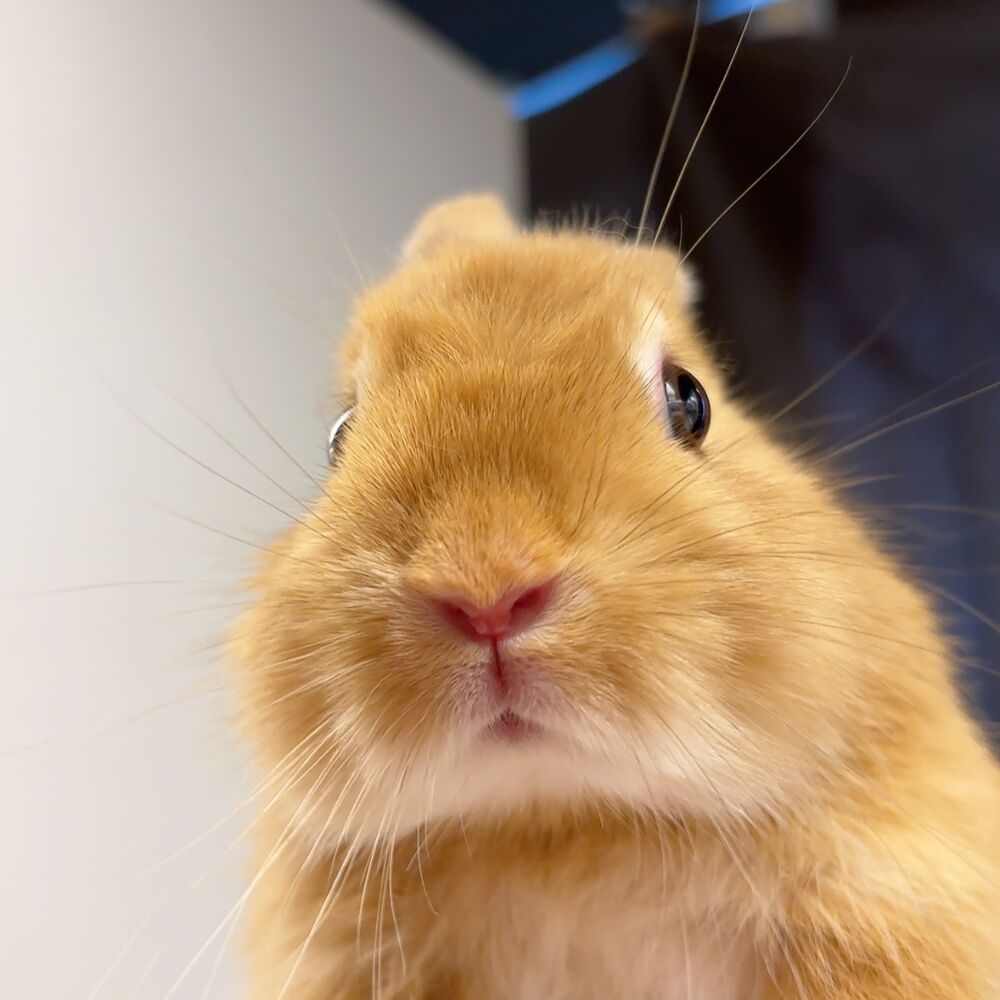 うさぎページ 250618nd3 | 埼玉東京のうさぎ専門店ラビファー埼玉東京のうさぎ専門店