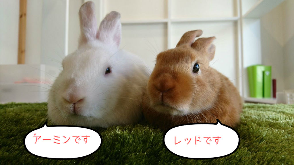 ☆うさぎページです☆ ミニサテンの兄妹です : うさぎブログ うさぎのしっぽ公式ブログ「日々