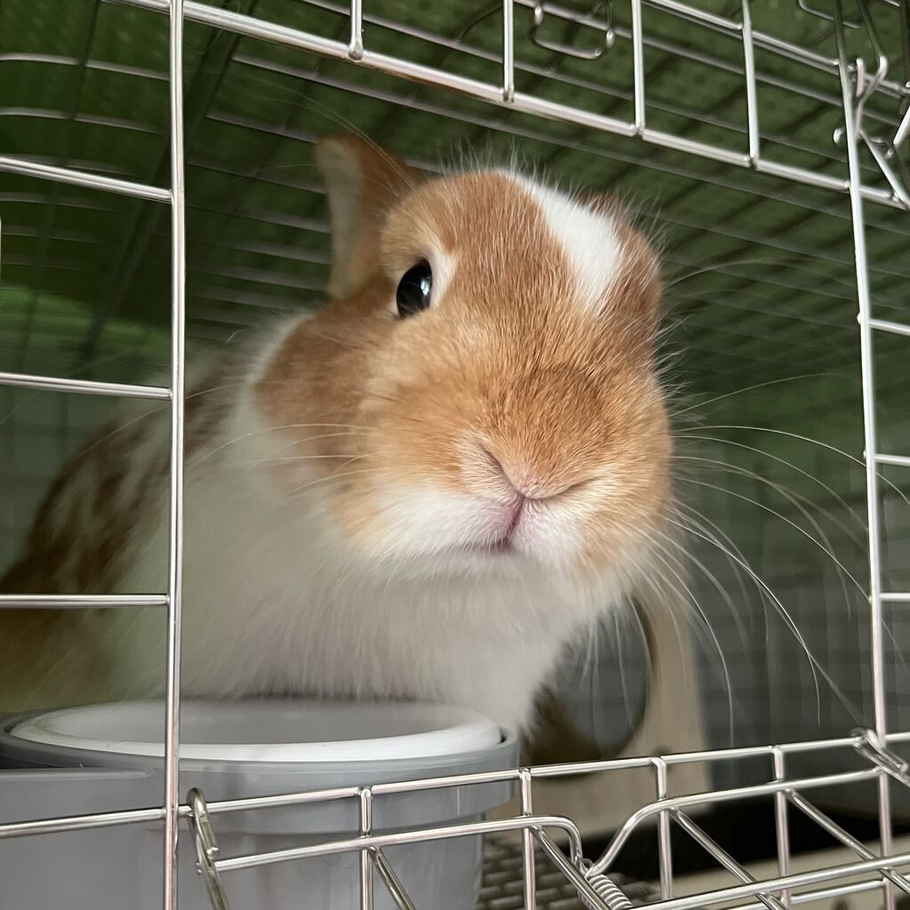 うさちゃんお迎えしました（＾O＾） : うさぎブログ うさぎの
