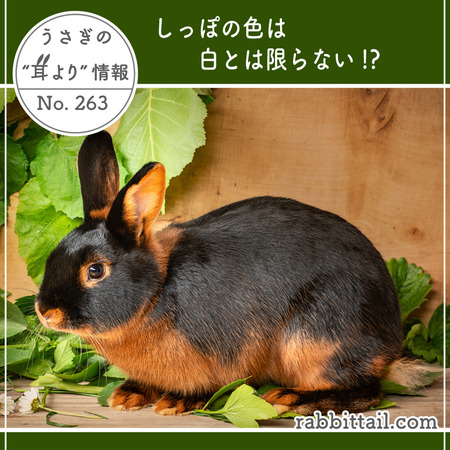 うさぎの耳より情報 No.263 しっぽの色は白とは限らない！？ : うさぎ