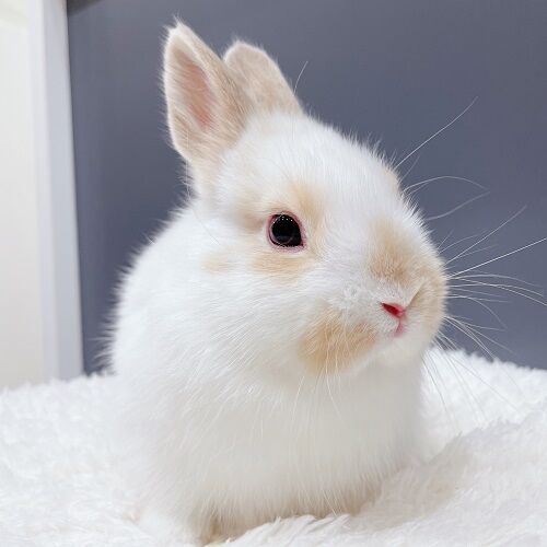 たちみみブロークンブラザーズ : うさぎブログ うさぎのしっぽ公式