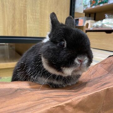黒うさちゃん : うさぎブログ うさぎのしっぽ公式ブログ「日々 黒うさちゃん : うさぎブログ うさぎのしっぽ公式ブログ「日々