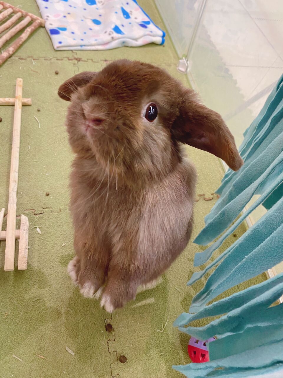ちー助の日常 : うさぎブログ うさぎのしっぽ公式ブログ「日々 ちー助の日常 : うさぎブログ うさぎのしっぽ公式ブログ「日々