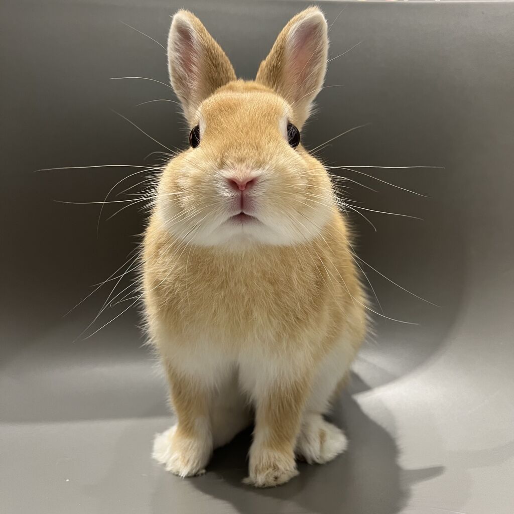 おそろいのカラーでも… : うさぎブログ うさぎのしっぽ公式ブログ