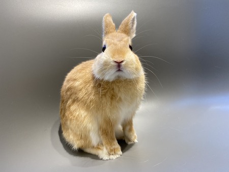 �֥�����