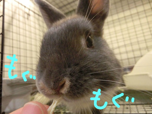 BlogPaint