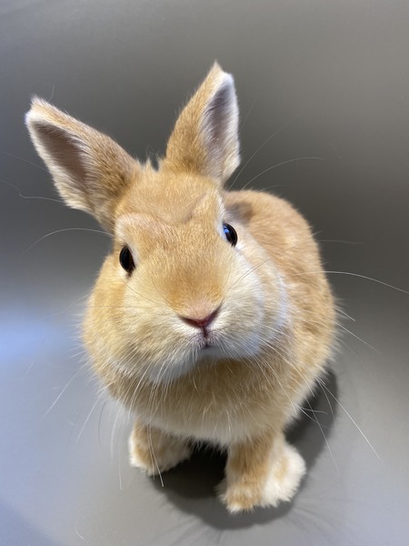 �֥�����