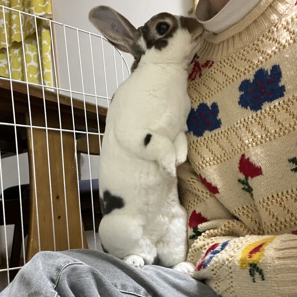 2歳になりました : うさぎブログ うさぎのしっぽ公式ブログ「日々しっぽ」