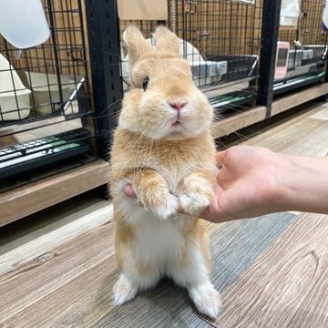 ☆坂東イチ押し☆個性派うさちゃんのご紹介 : うさぎブログ