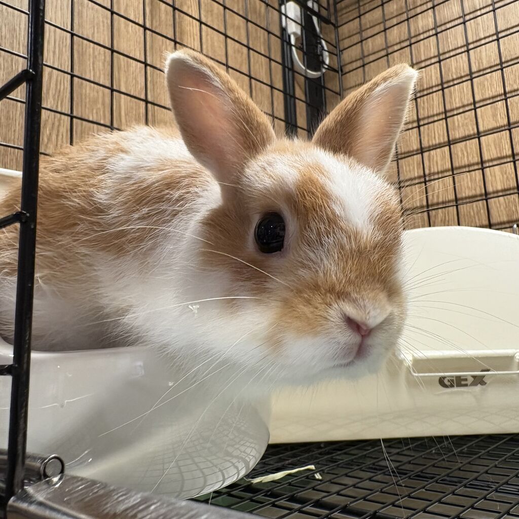 新入りうさちゃん！ : うさぎブログ うさぎのしっぽ公式ブログ「日々