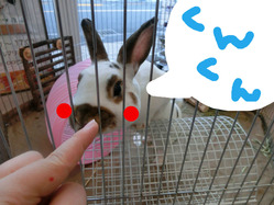 BlogPaint