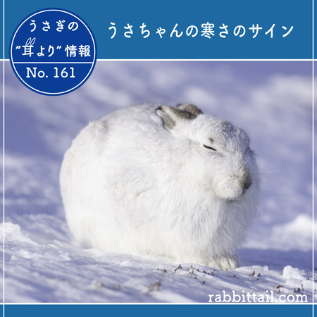 うさぎの耳より情報 No.161 うさちゃんの寒さのサイン : うさぎブログ