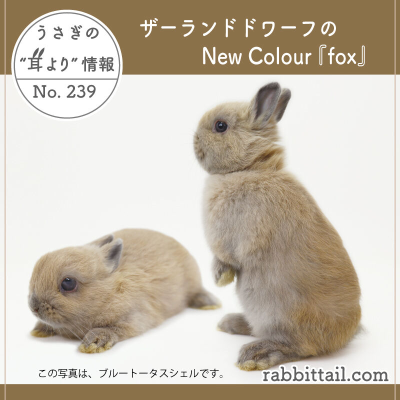 うさぎの耳より情報 No.239 ネザーランドドワーフのNew Color