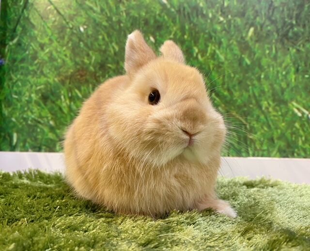 ネザー戦隊オレンジャーズ-2.0- : うさぎブログ うさぎのしっぽ公式