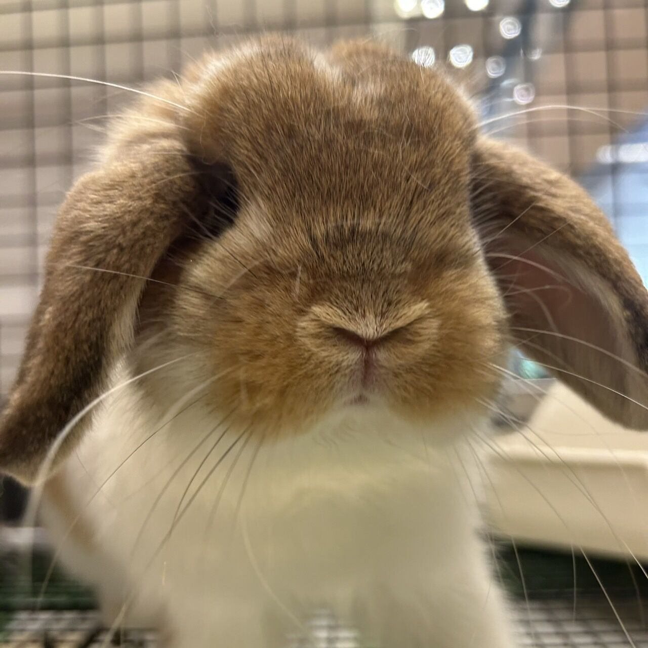 ★新作5点★ウサギページ★ うさぎのしっぽ通販は、『うさぎと暮らす 96号』を全国へお届け