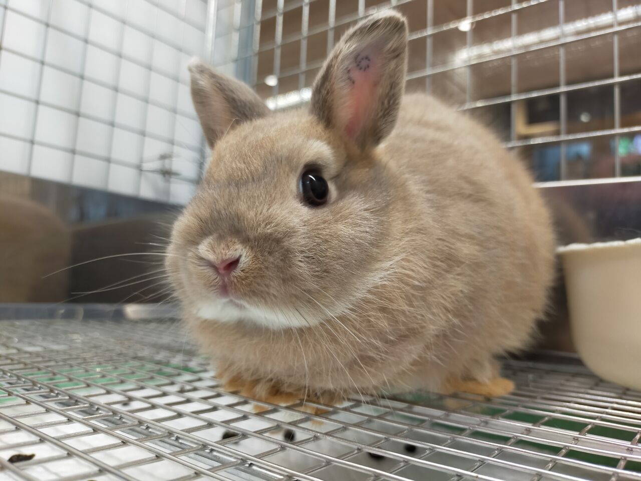 珍しいが続々！！ : うさぎブログ うさぎのしっぽ公式ブログ「日々しっぽ」