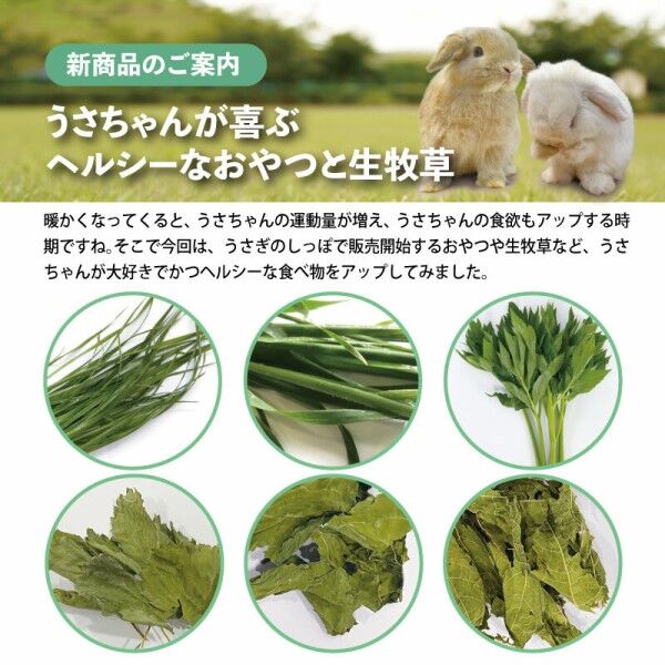 うさぎブログ うさぎのしっぽ公式ブログ 日々しっぽ 写真撮影1 2 3 うさぎブログ うさぎのしっぽ公式ブログ 日々しっぽ 写真撮影1 2 3