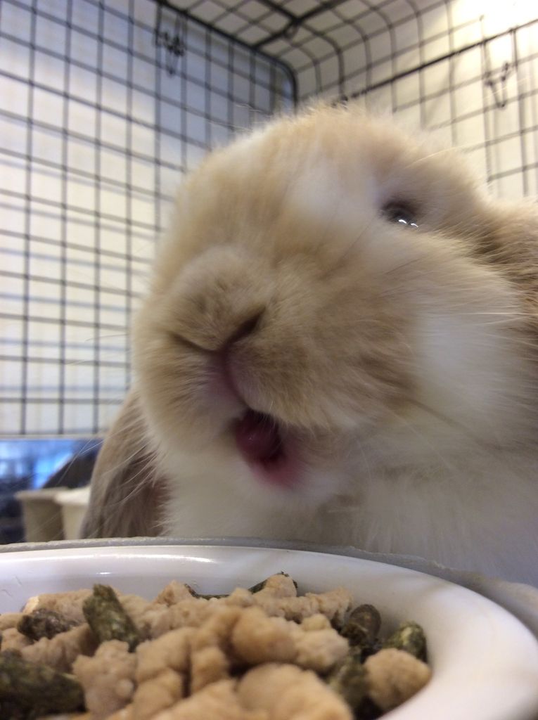 うさぎブログ うさぎのしっぽ公式ブログ 日々しっぽ もぐもぐしてます うさぎブログ うさぎのしっぽ公式ブログ 日々しっぽ もぐもぐしてます