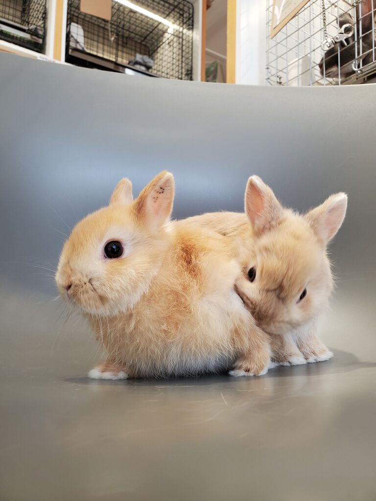 2匹のウサギの飼い主様が決まりました！ | 札幌のうさぎ専門店