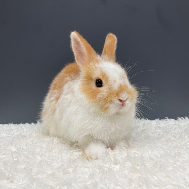 新入りうさぎ紹介♪ : うさぎブログ うさぎのしっぽ公式ブログ「日々
