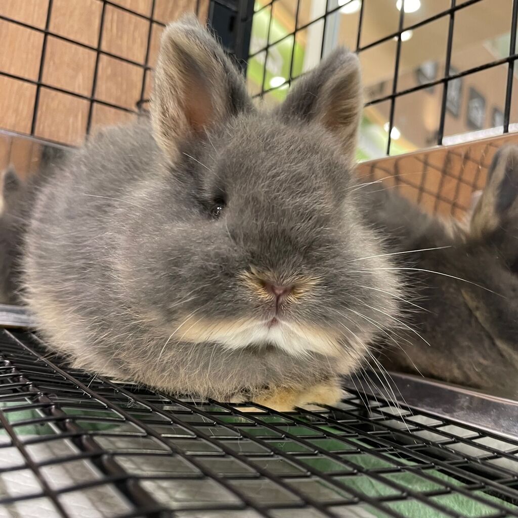 新入りちゃん達がきました！ : うさぎブログ うさぎのしっぽ公式ブログ