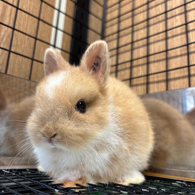 ぽやぽやベビちゃん : うさぎブログ うさぎのしっぽ公式ブログ