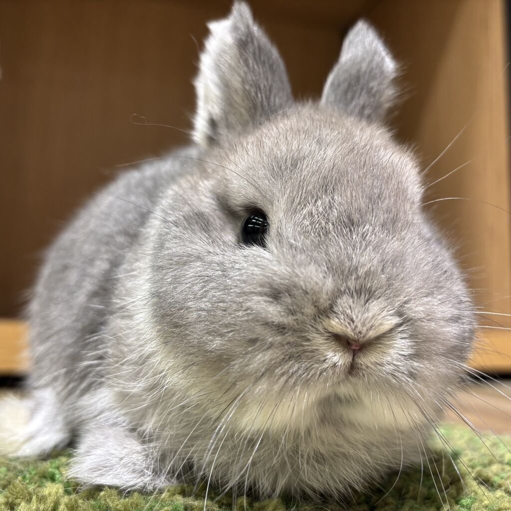 ＊ほっこりふわふわ立ち耳うさちゃん＊チビチビベア付き ほっこりふわふわ立ち耳うさちゃん＊チビチビベア付き