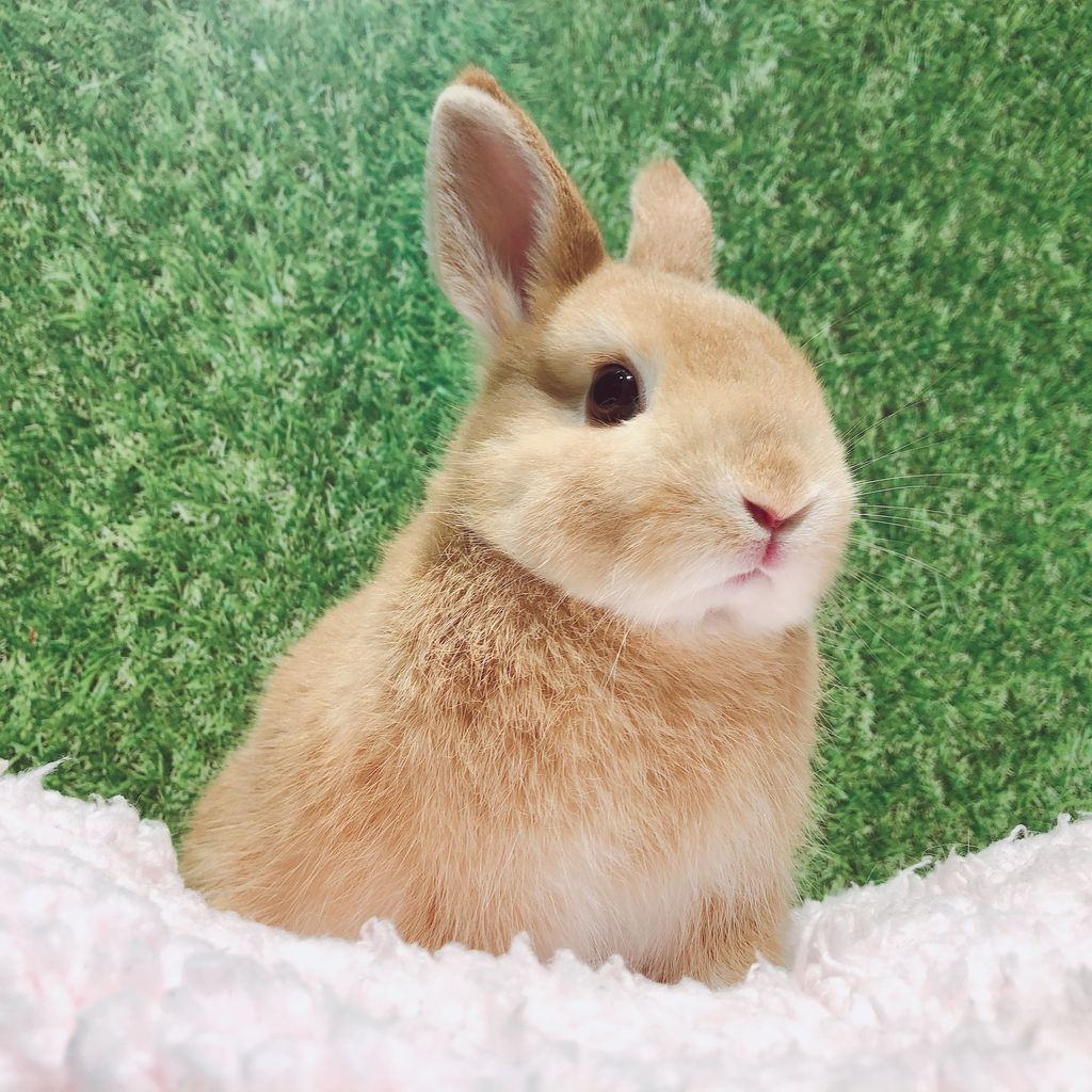 うさぎ 11桁ウサギ (じゅういちけたうさぎ)とは【ピクシブ百科事典】