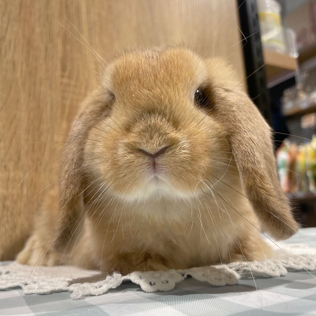 男子ベビーが続々デビュー中！！ : うさぎブログ うさぎのしっぽ公式