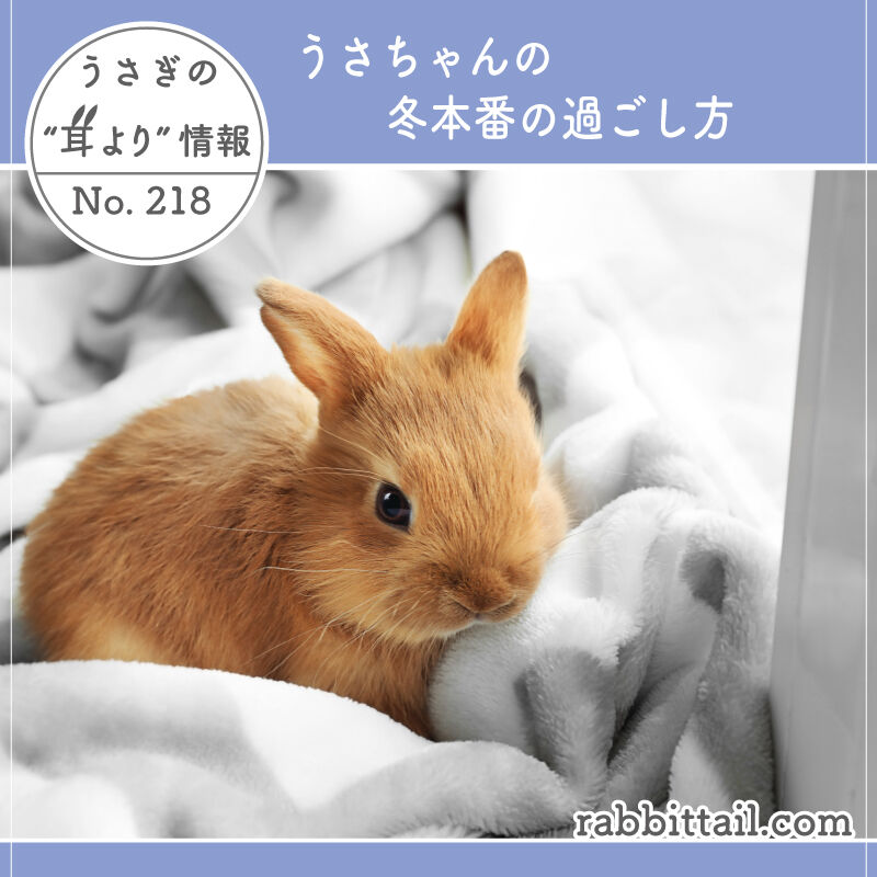 うさぎの耳より情報 No.218 うさちゃんの冬本番の過ごし方 : うさぎ