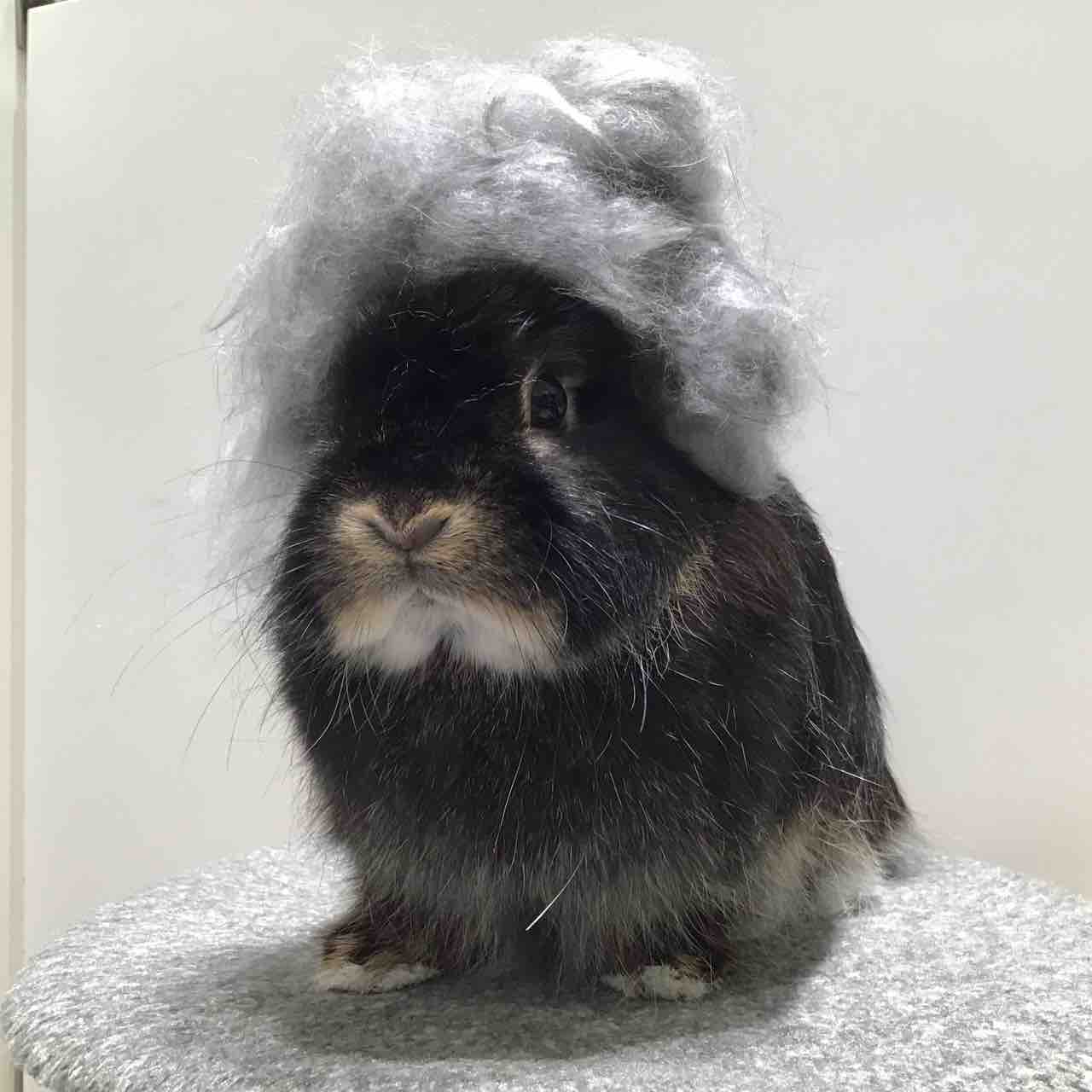 グランべリーパークのうさちゃん : うさぎブログ うさぎのしっぽ公式