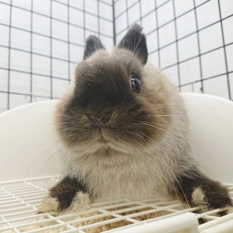 うさネコ様 ONEKOSAMA OINUSAMA 猫 キャットタワー 据え置き おしゃれ ねこ