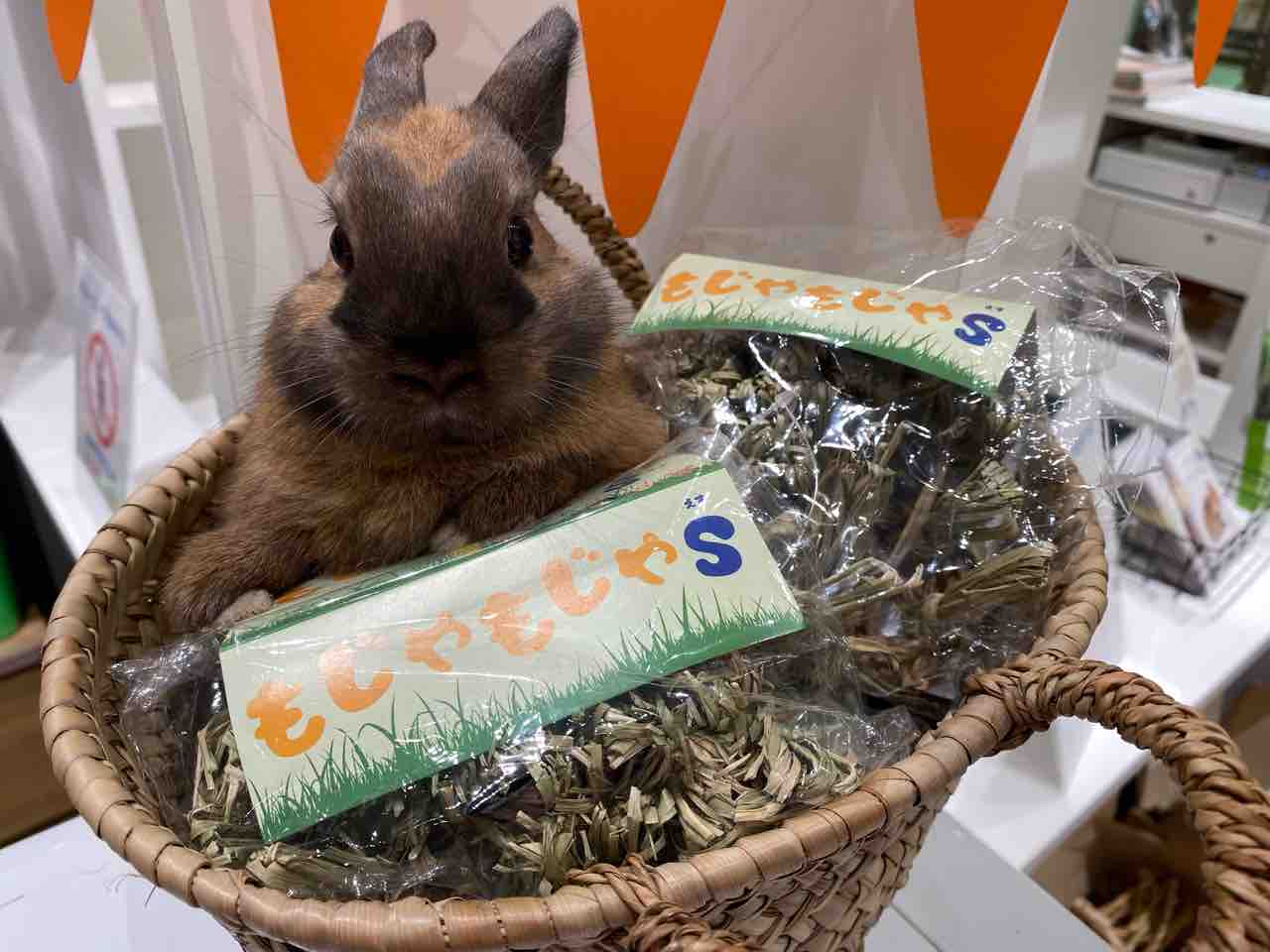 うさぎブログ うさぎのしっぽ公式ブログ 日々しっぽ お待たせしました