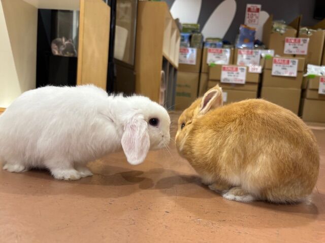 セール二日目！！ : うさぎブログ うさぎのしっぽ公式ブログ「日々しっぽ」