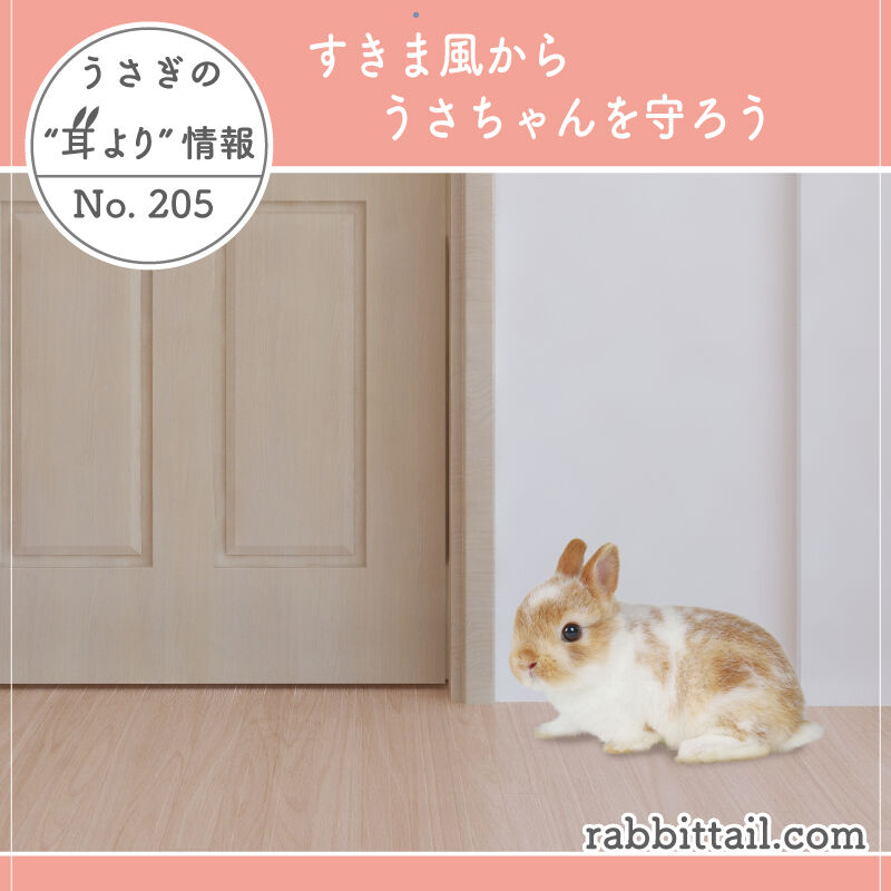 うさぎ赤ちゃん