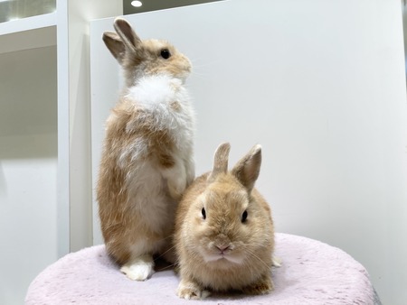 45BCC74B-7D5D-4BBC-9F45-3893EB0CF6A9