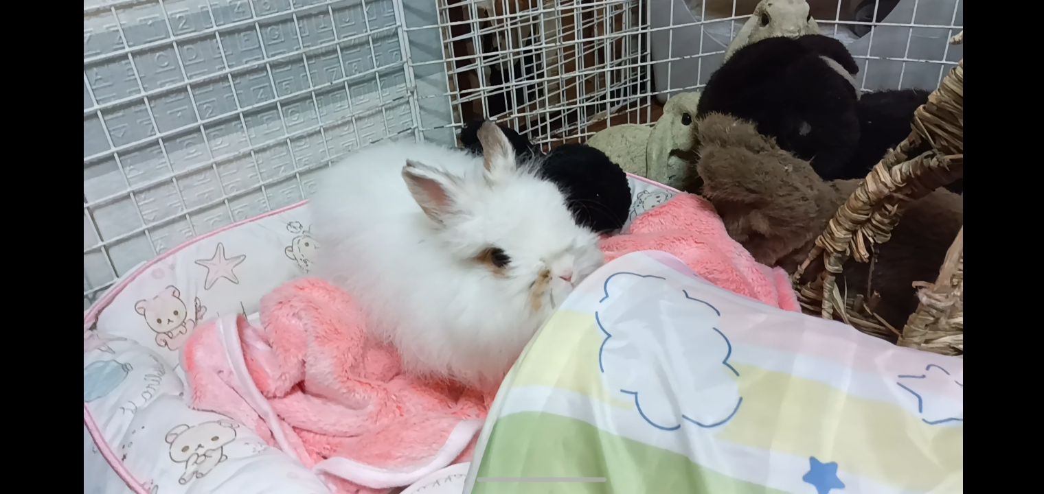うちの子紹介☆ : うさぎブログ うさぎのしっぽ公式ブログ「日々しっぽ」