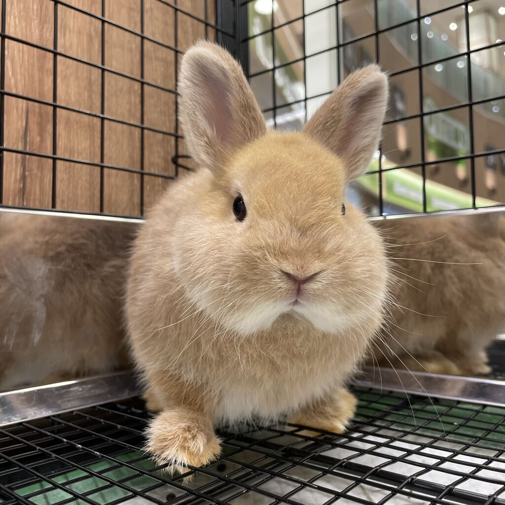 幕張店新入りちゃん！！ : うさぎブログ うさぎのしっぽ公式ブログ