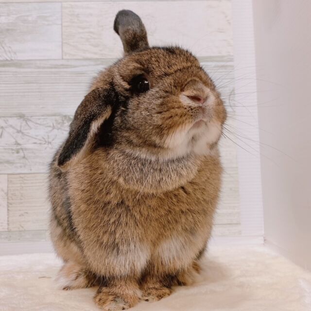 うさぎブログ うさぎのしっぽ公式ブログ 日々しっぽ 柴又店newアイドルお名前募集中