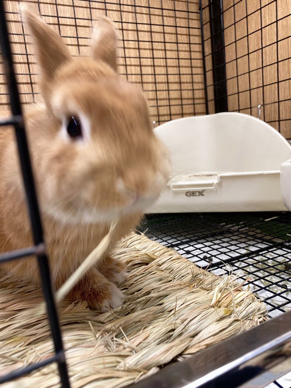 イタズラ好きのうさちゃんへ☆彡 : うさぎブログ うさぎのしっぽ公式