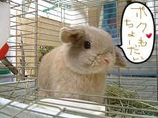BlogPaint