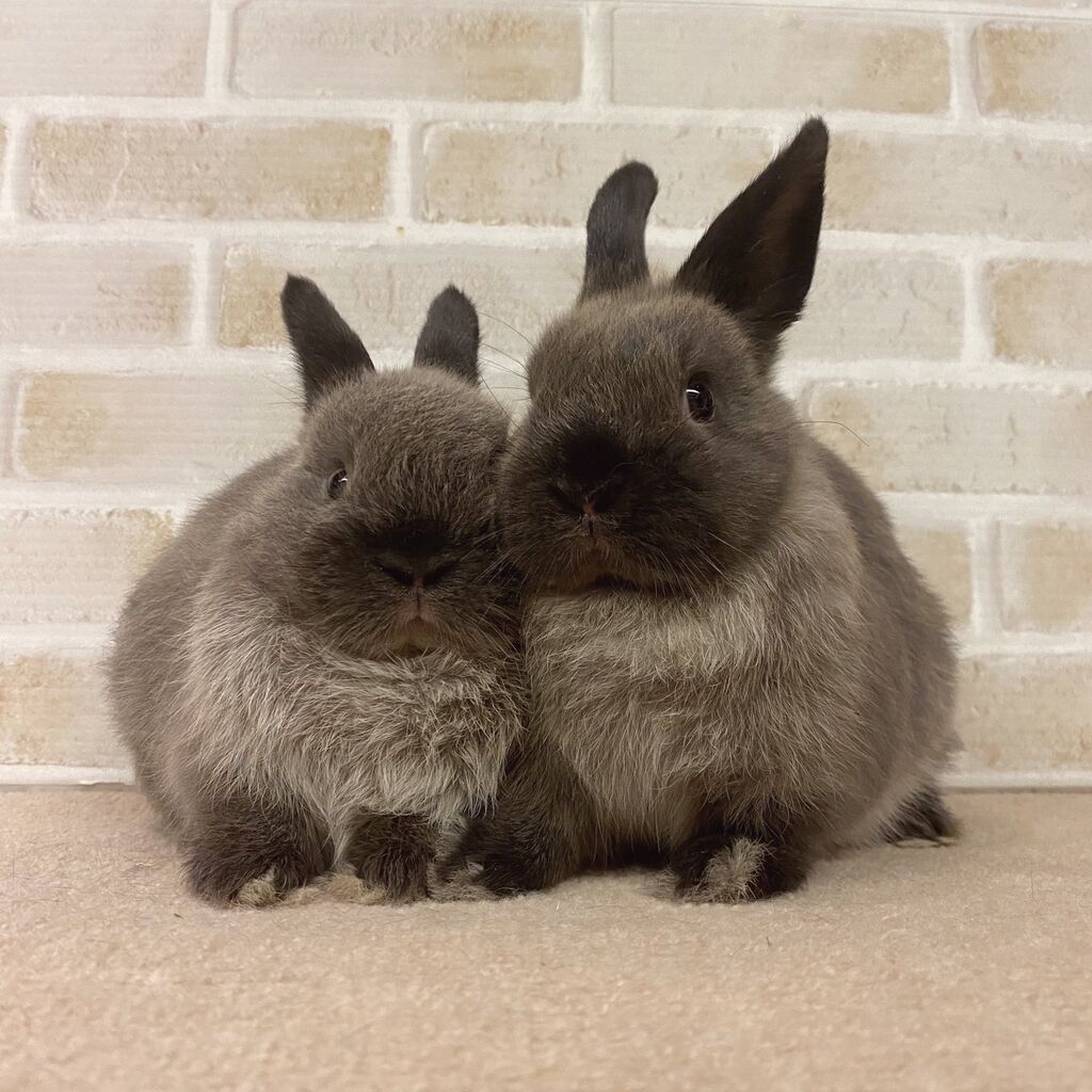 Babythree 限定品　うさぎ双子　双重生 BabyThree ベビースリー 双重生 セット うさぎ - メルカリ